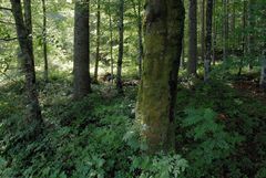 Bergmischwald in Oberbayern