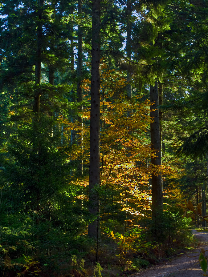 Bergmischwald vor meiner Haustür