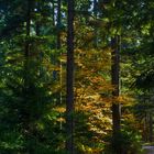 Bergmischwald vor meiner Haustür