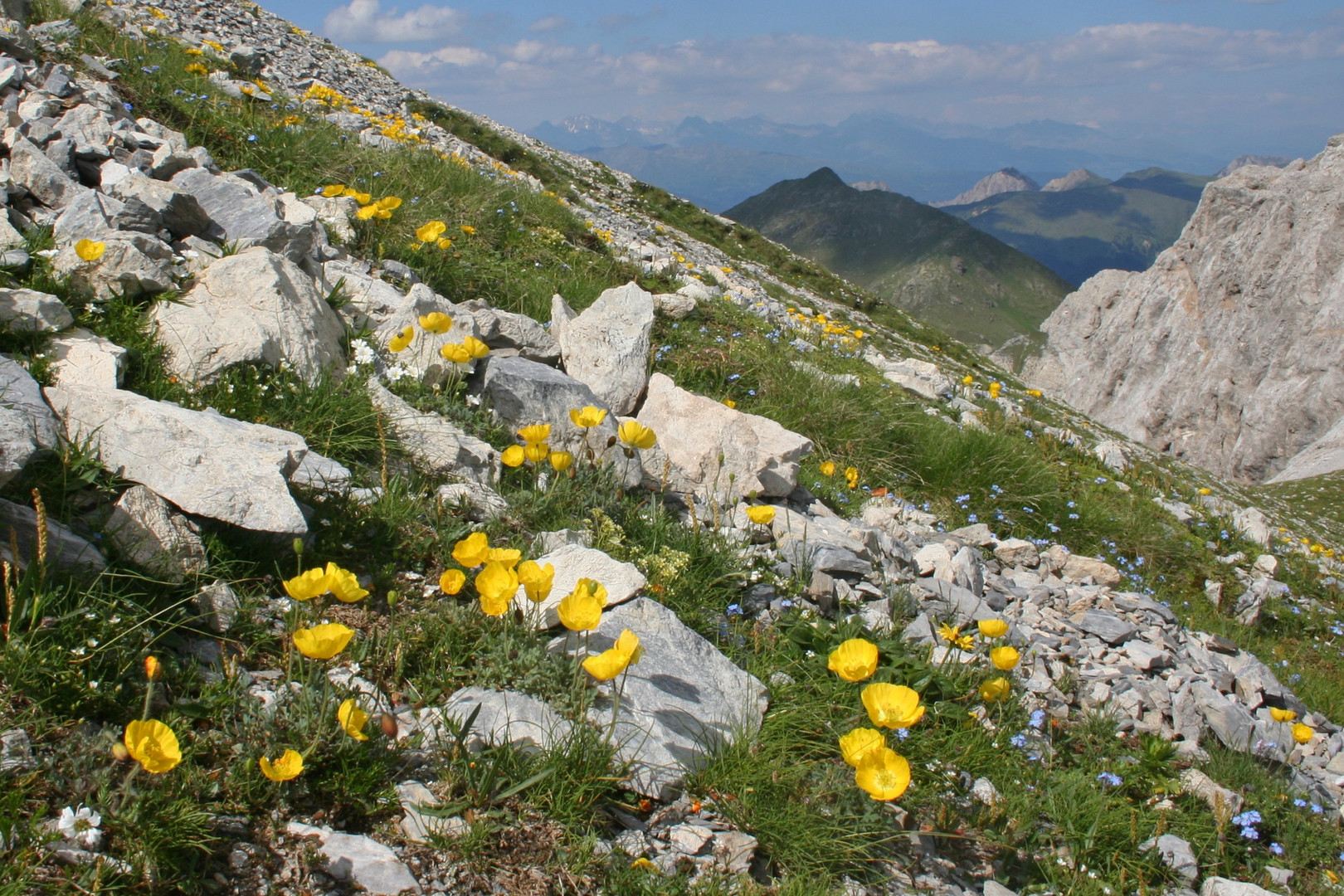 Bergmohn