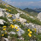 Bergmohn