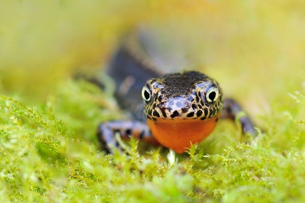 Teichmolch Fotos & Bilder auf