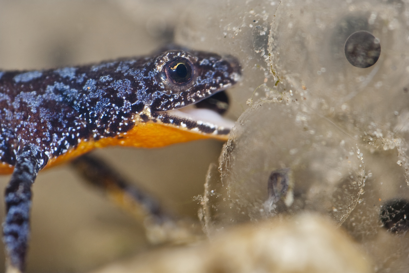 Bergmolch frisst Froschlaich