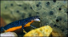 Bergmolch frist Froschlaich
