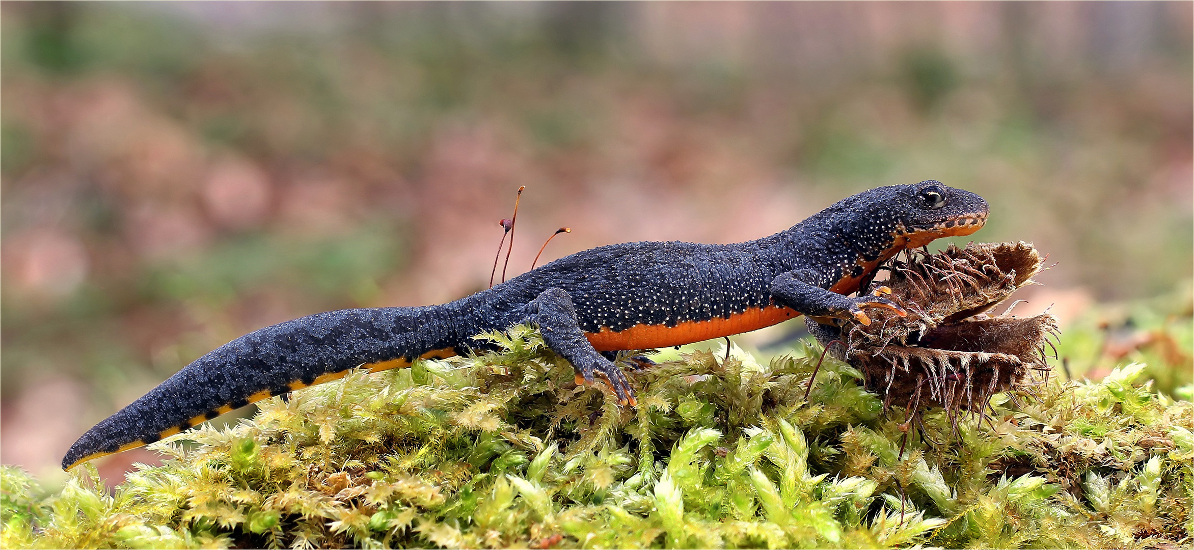 Bergmolch (Ichthyosaura alpestris) Foto & Bild tiere, wildlife