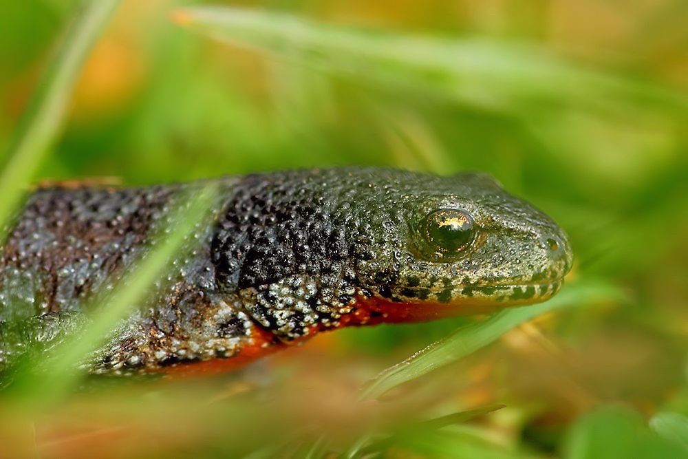 Bergmolch - Ichthyosaura alpestris; Syn.: Triturus alpestris