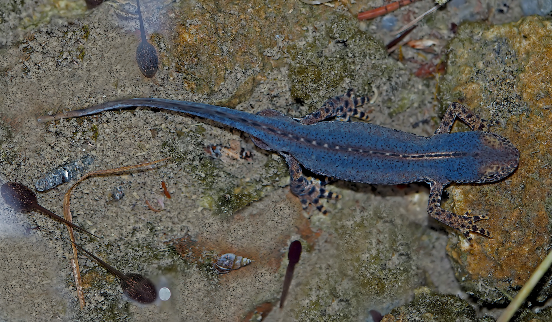 Bergmolch (Ichthyosaura alpestris) unter dem Wasser - Triton alpestre.