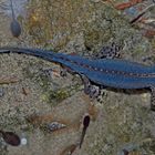 Bergmolch (Ichthyosaura alpestris) unter dem Wasser - Triton alpestre.