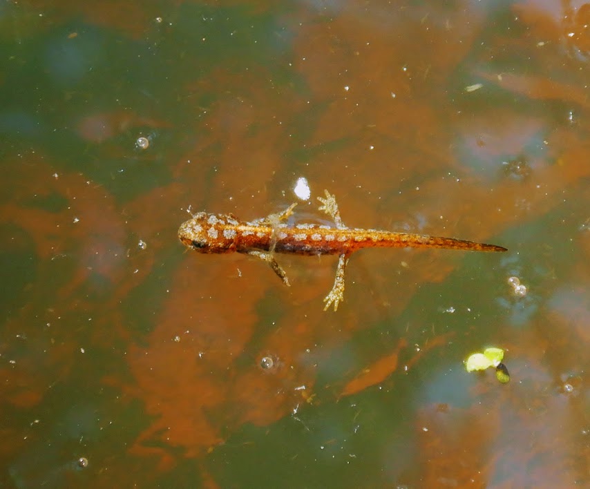 Bergmolch (Ichtyosaura alpestris)