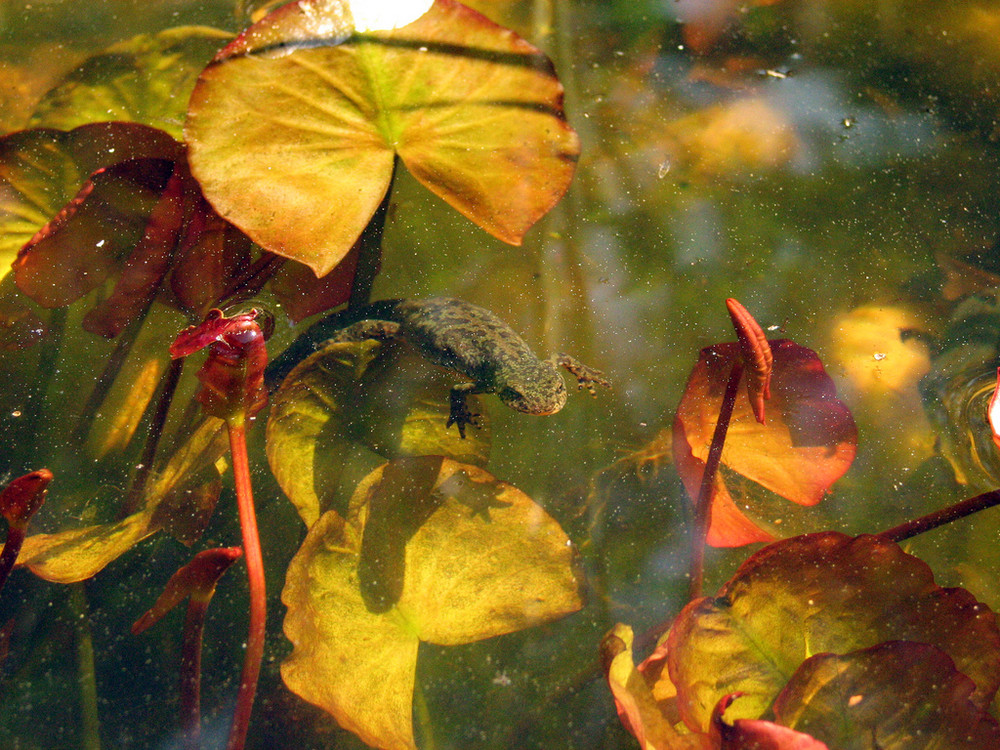 Bergmolch im Gartenteich