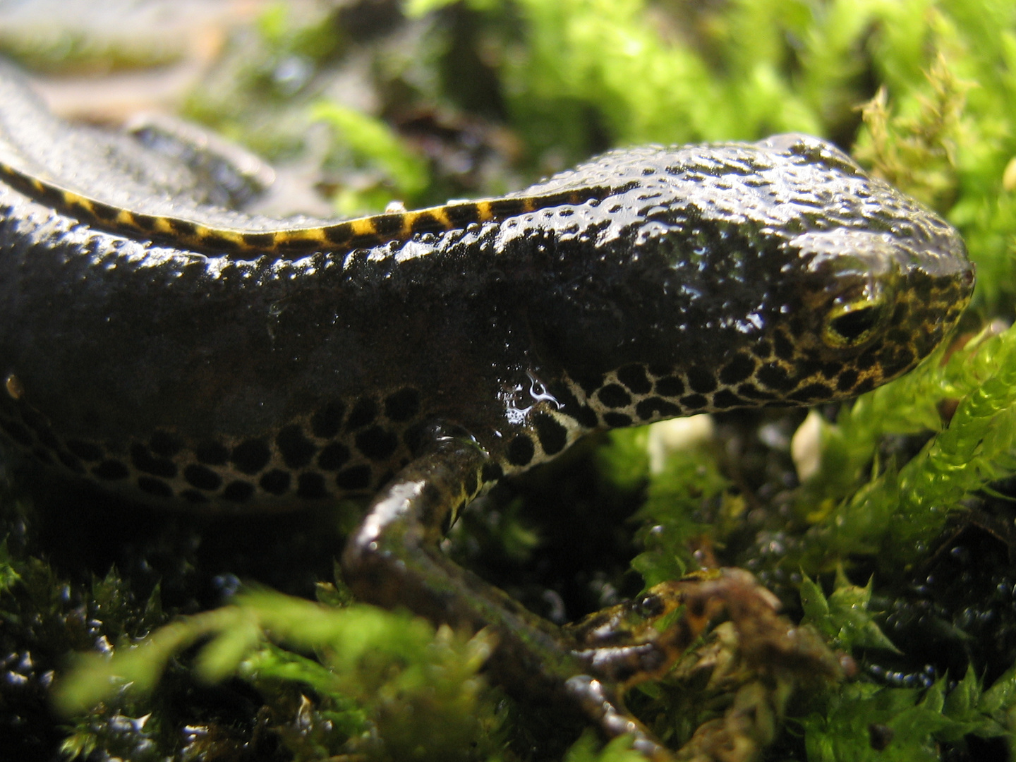 Bergmolch in Wassertracht