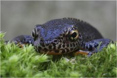 Bergmolch (Triturus alpestris)