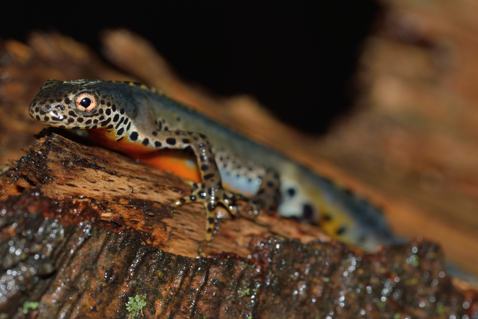 Bergmolch (Triturus alpestris)