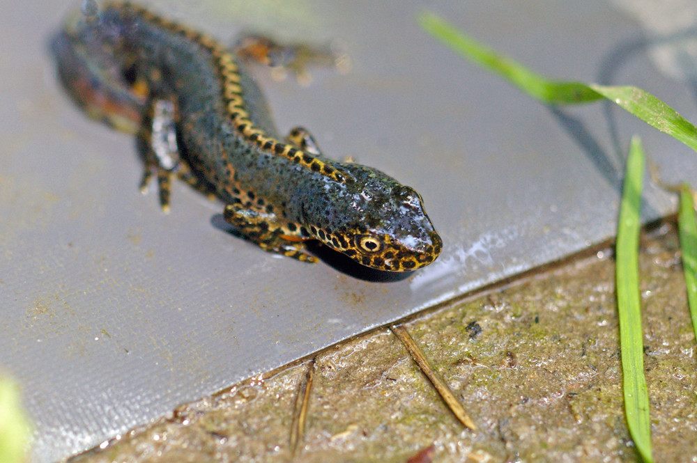 Bergmolch   Triturus alpestris