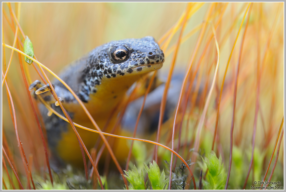 Bergmolch (Triturus alpestris)