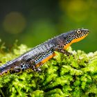 Bergmolch Triturus alpestris