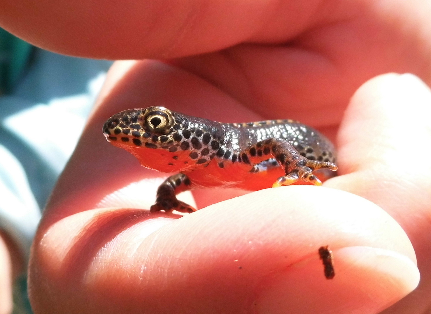 Bergmolch (Triturus alpestris)