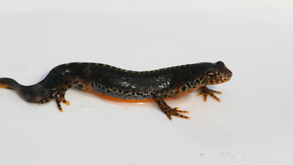 Bergmolch - Triturus alpestris aus Westfalen auf einem Eimerdeckel