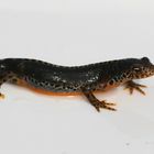 Bergmolch - Triturus alpestris aus Westfalen auf einem Eimerdeckel