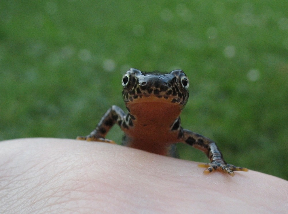 Bergmolch - Triturus alpestris