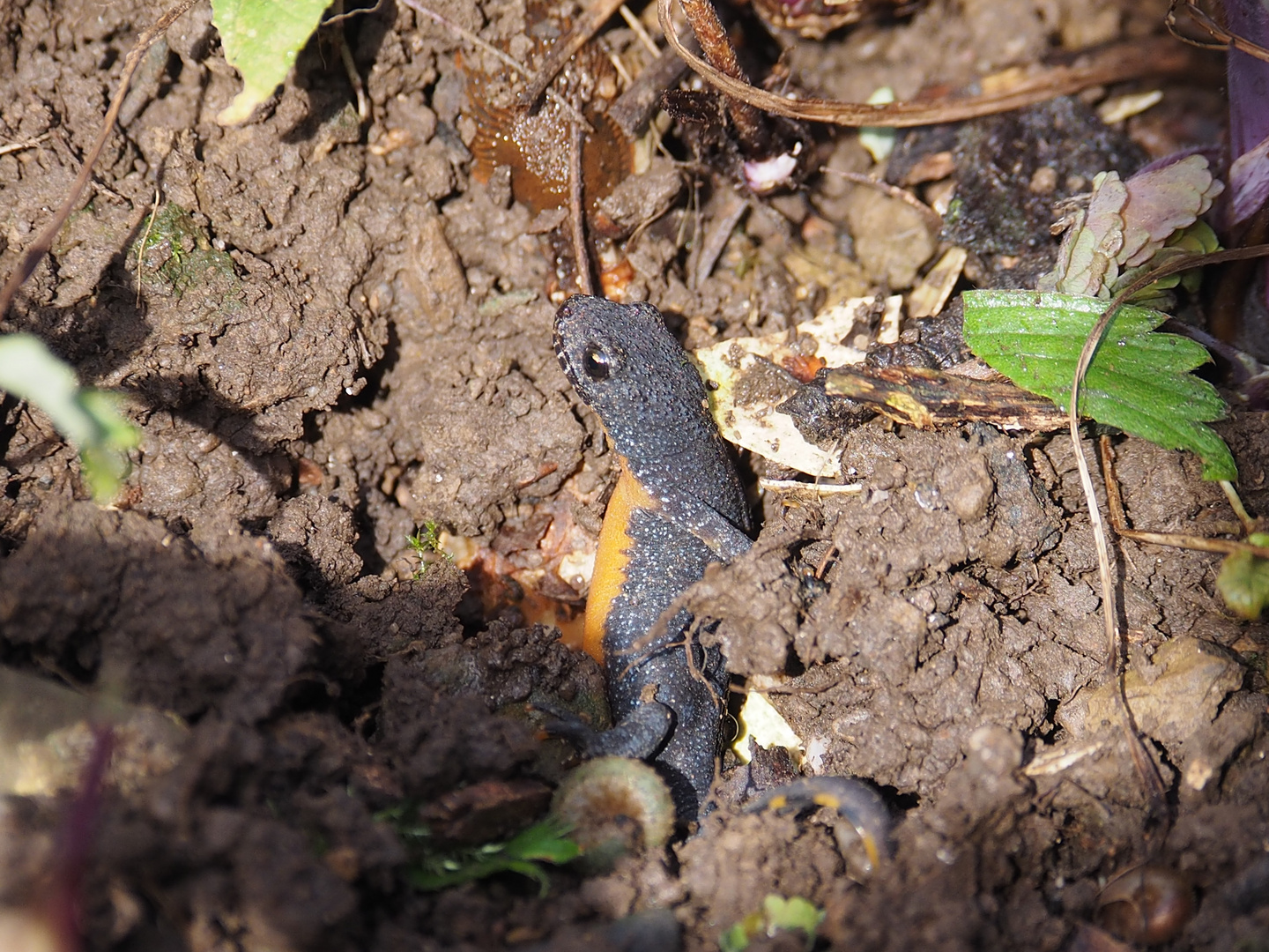 Bergmolch Triturus alpestris heute PA040061