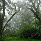 Bergnebelwald, Mount Meru, Tansania