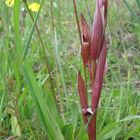 Bergonis Zungenstendel (Serapias bergonii)