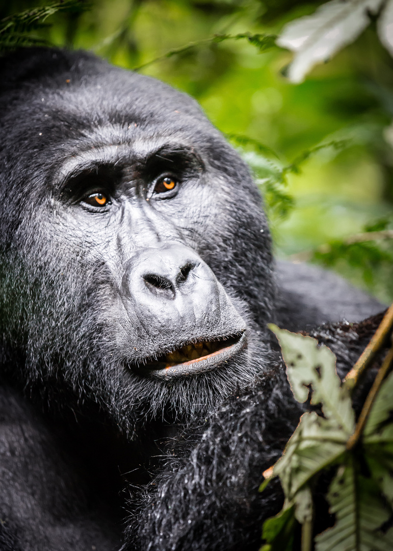 Bergorillas Biwindi NP