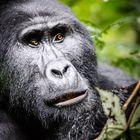 Bergorillas Biwindi NP