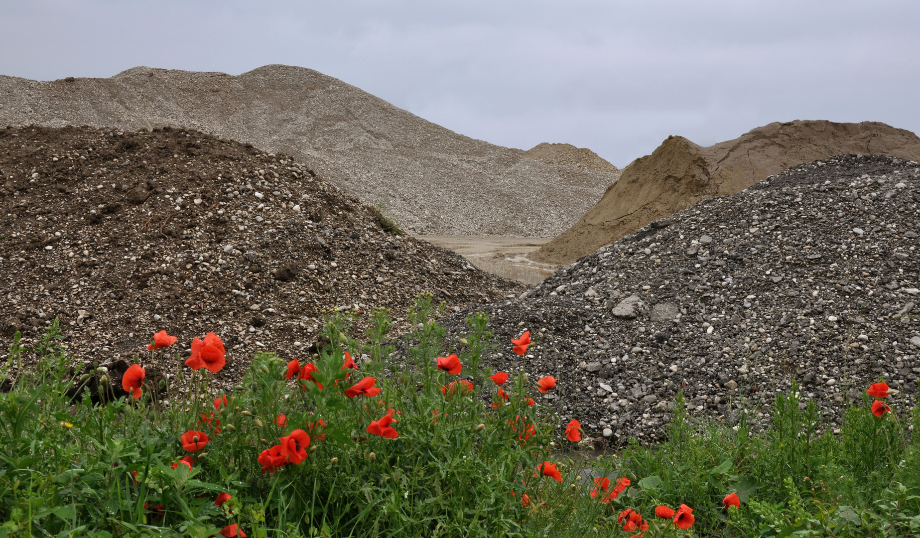 Bergpanorama mit Klatschmohn