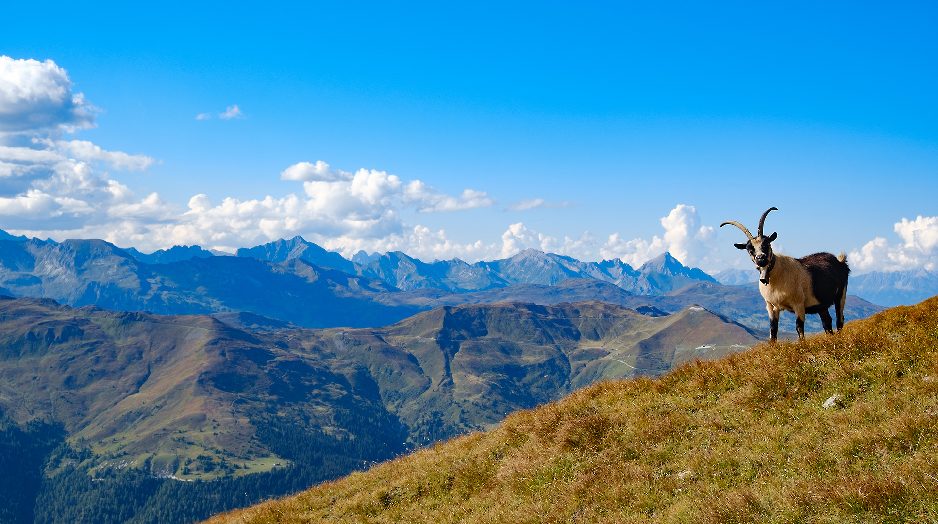 Bergpanorama mit Ziege in den Zillertaler Alpen