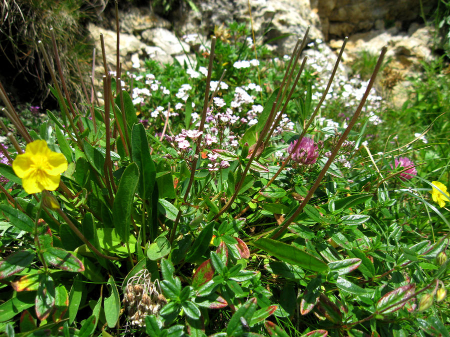 Bergpflanzen auf dem Wendelstein