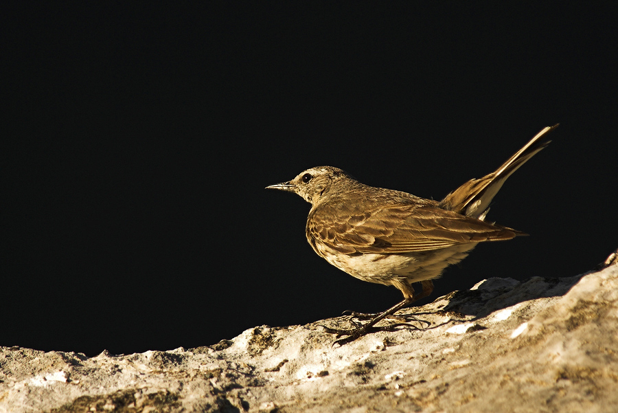 Bergpieper 2 (Anthus Spinoletta)