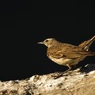 Bergpieper 2 (Anthus Spinoletta)