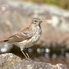 Bergpieper (Anthus spinoletta)