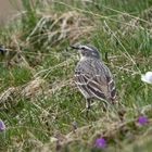 Bergpieper - Anthus spinoletta