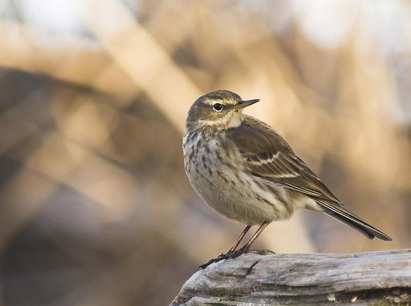 Bergpieper (Anthus Spinoletta)