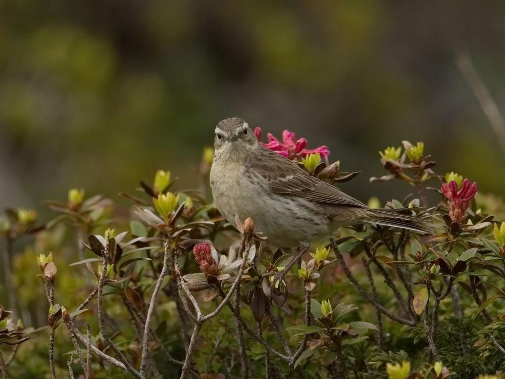 Bergpieper auf Alpenrosen