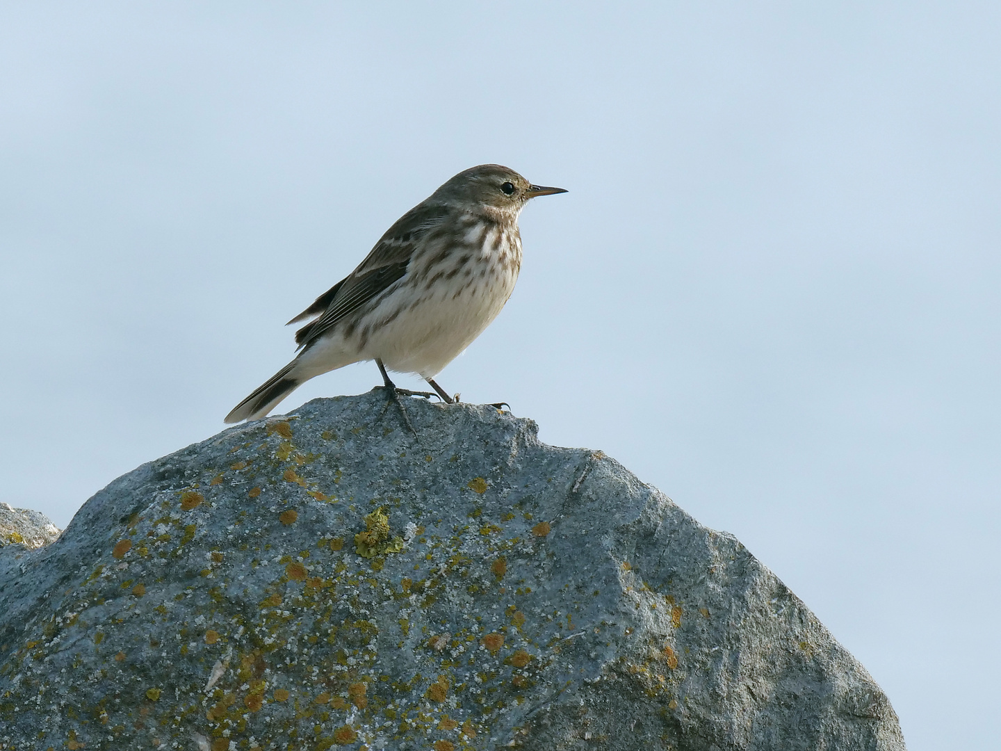 Bergpiper