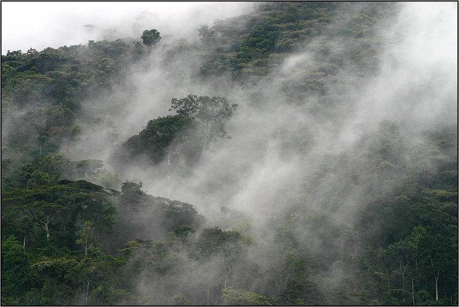 Bergregenwald im Bwindi Impenetrable NP, Uganda