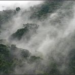 Bergregenwald im Bwindi Impenetrable NP, Uganda