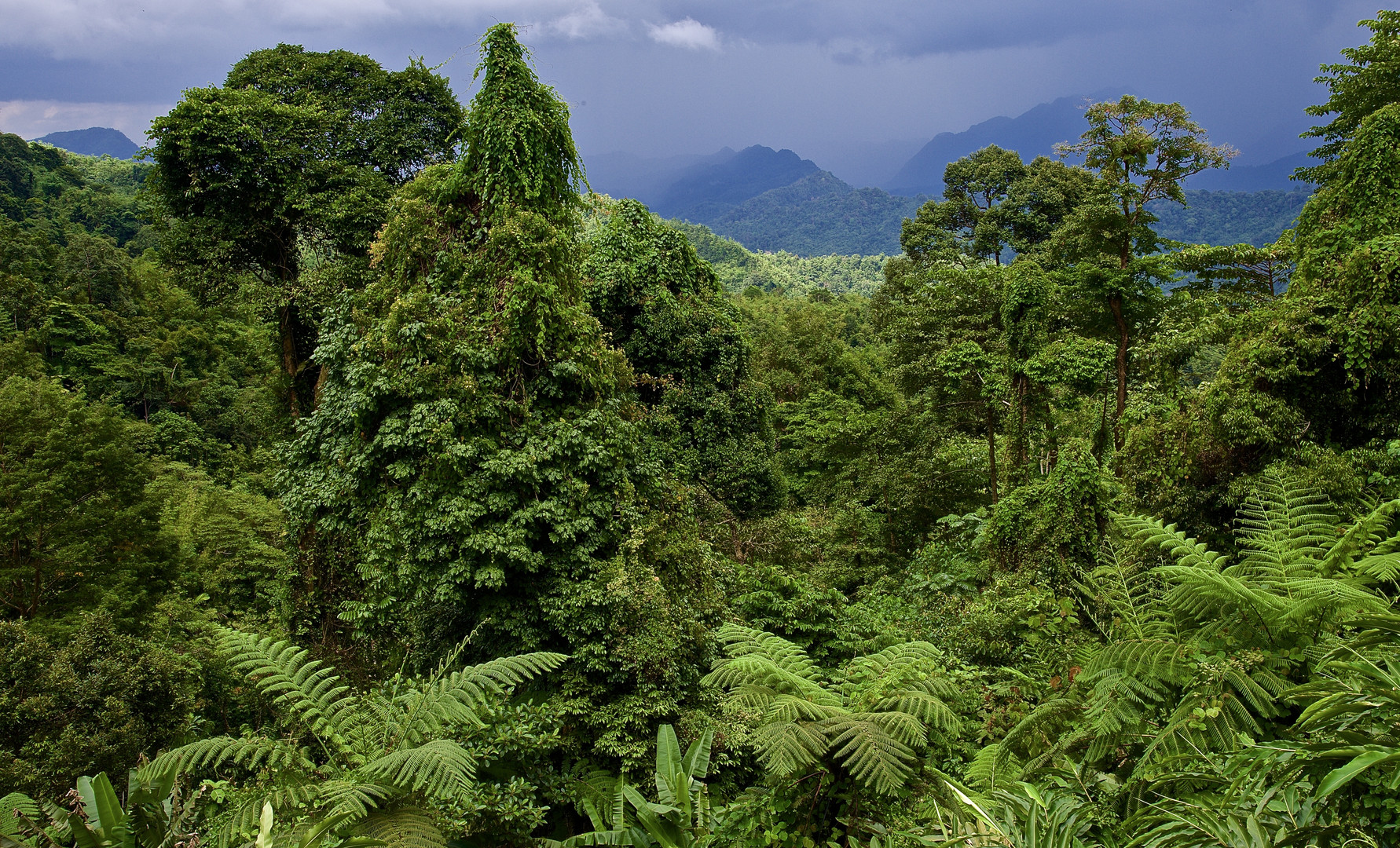 Bergregenwald in Borneo
