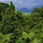 Bergregenwald in Borneo