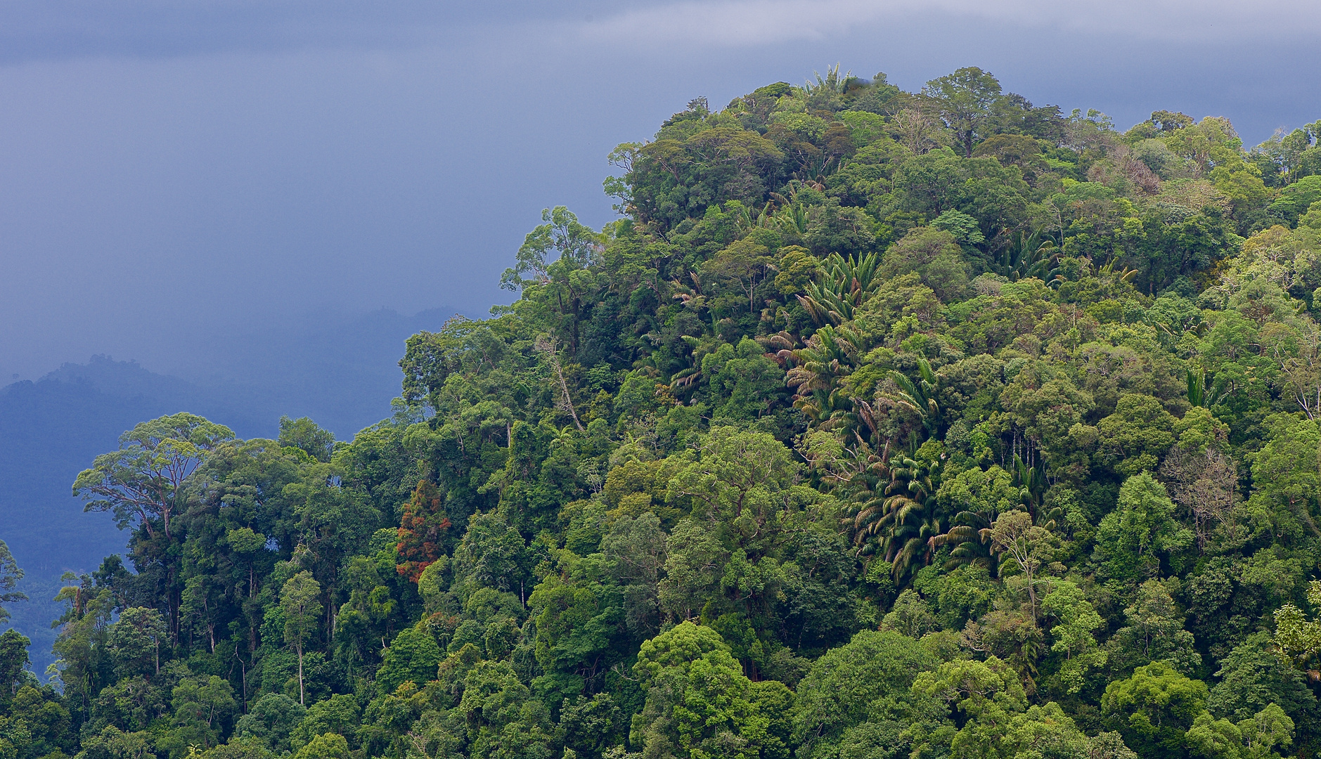 Bergregenwald in Borneo Foto & Bild | wald, natur, landschaft Bilder ...
