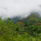 Bergregenwald in Sri Laka