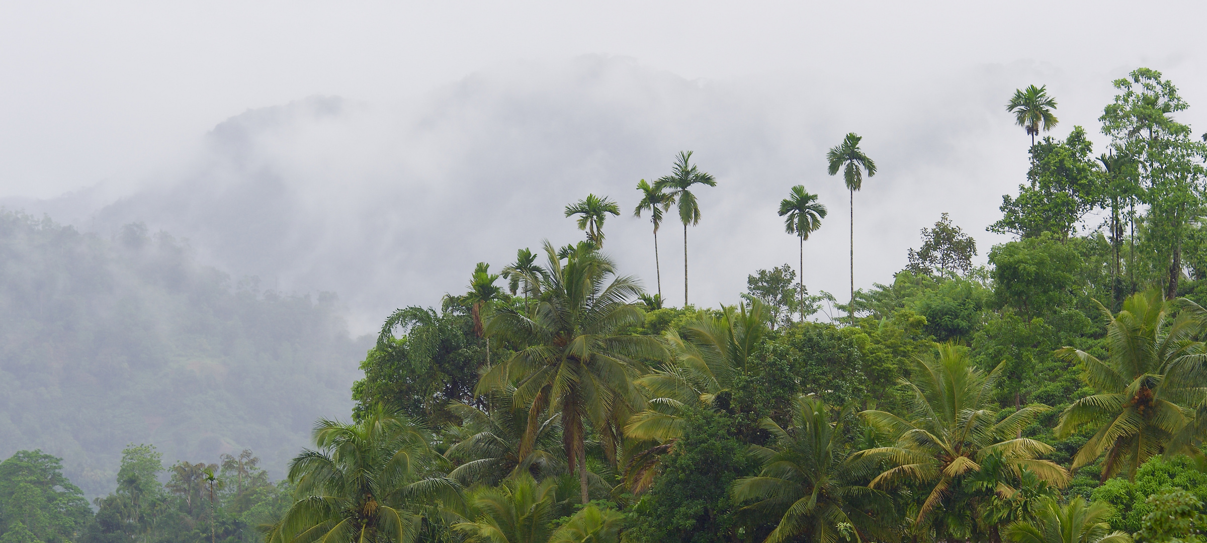 Bergregenwald in Sri Lanka