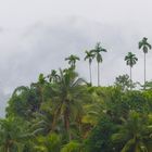 Bergregenwald in Sri Lanka
