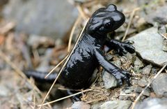 Bergsalamander