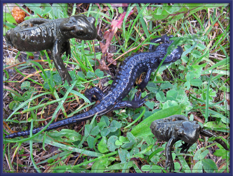 Bergsalamander