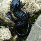 Bergsalamander